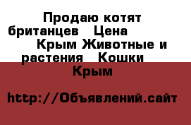 Продаю котят британцев › Цена ­ 6000-5000 - Крым Животные и растения » Кошки   . Крым